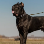 Well-socialized Cane Corso puppy in California