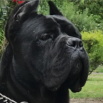 Large Cane Corso dog standing strong