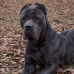 Family with Cane Corso puppy at home