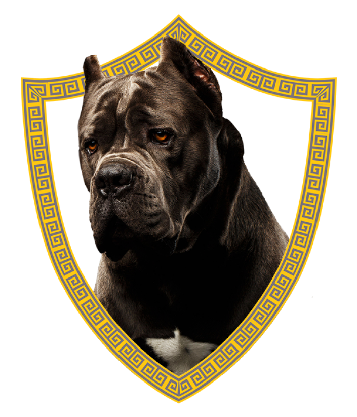 Cane Corso puppies for sale in California – King Corso Kennel