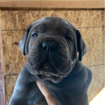 Cane Corso puppy with financing option banner