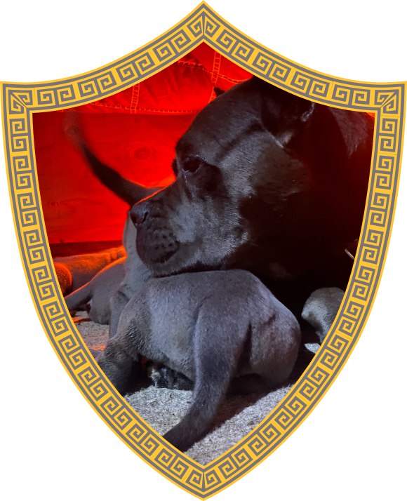 Cane Corso for Sale