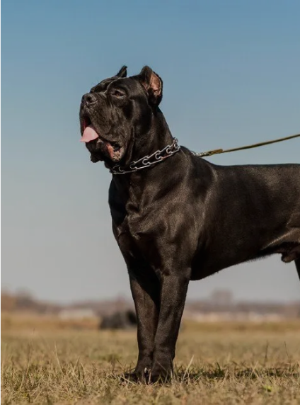 Cane Corso for Sale