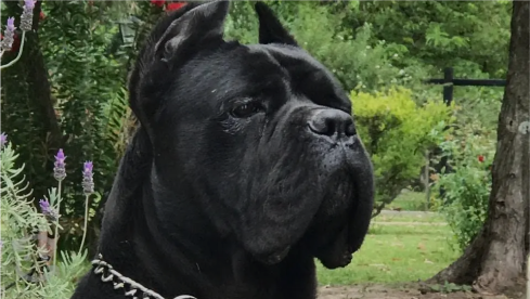 Cane Corso for Sale