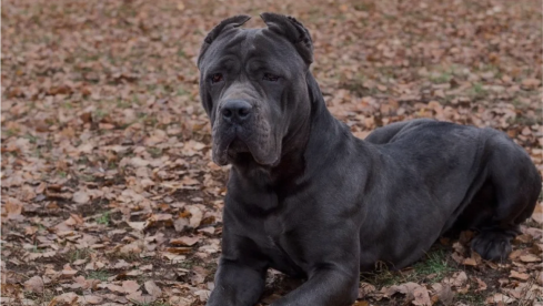 Cane Corso for Sale