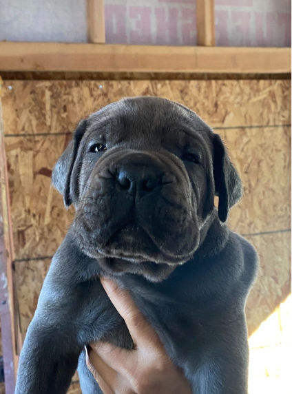 Cane Corso for Sale